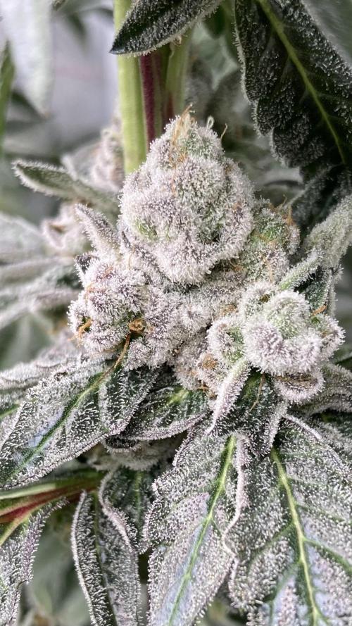 Chrome Dome (Compound Genetics). Week 14