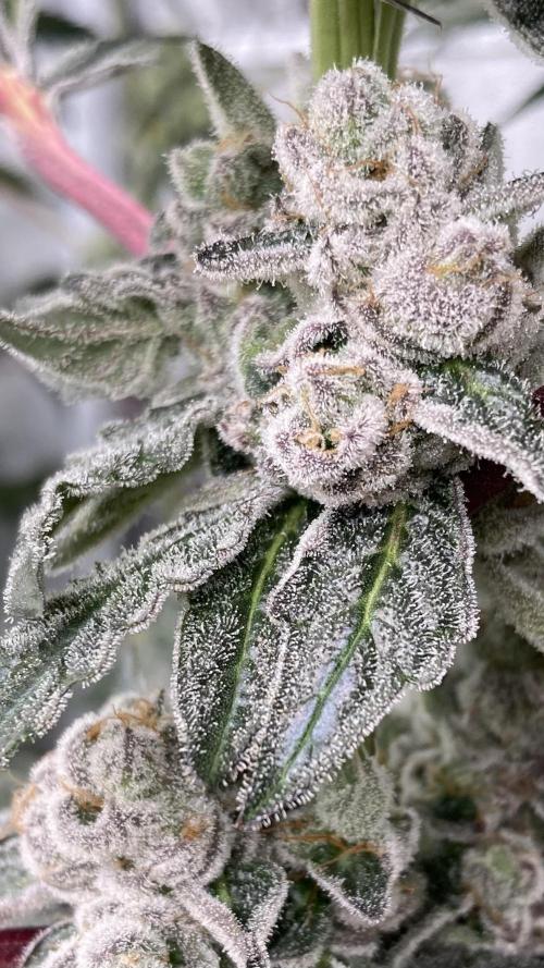 Chrome Dome (Compound Genetics). Week 14