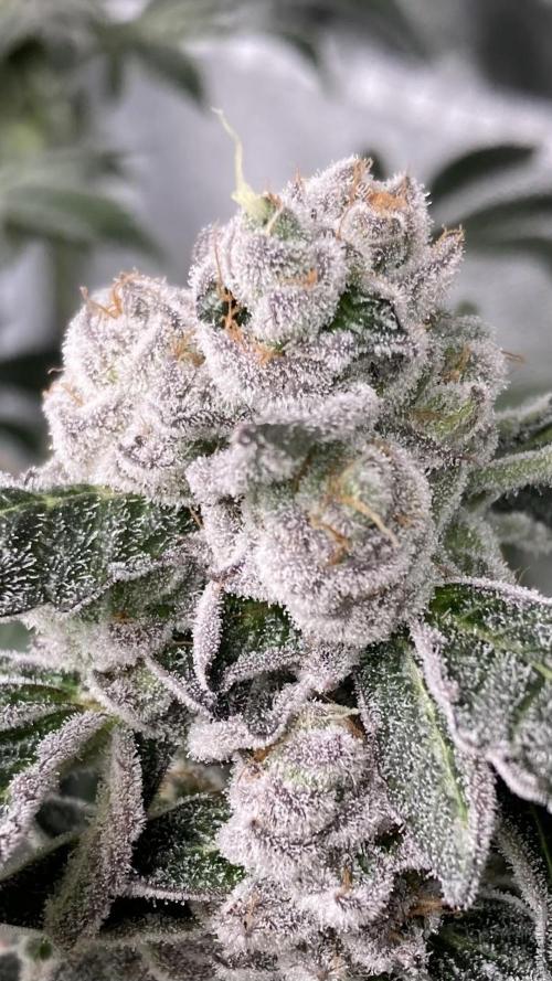 Chrome Dome. Week 14