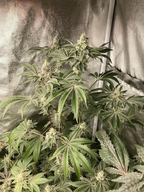 All Starz (LIT FARMS). Week 14