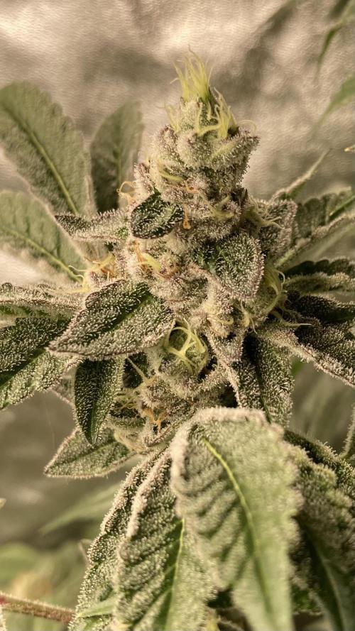 All Starz (LIT FARMS). Week 14