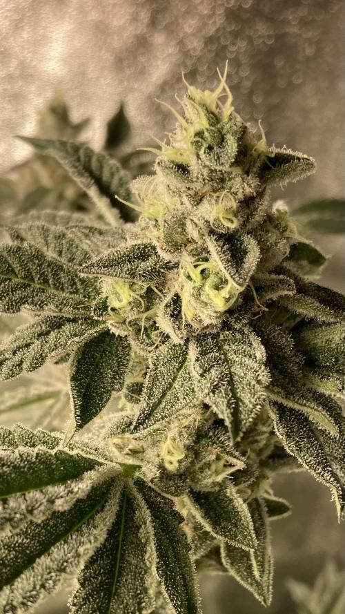 All Starz (LIT FARMS). Week 14