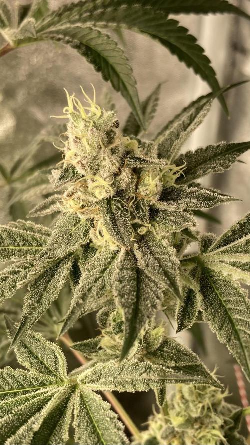 All Starz (LIT FARMS). Week 14