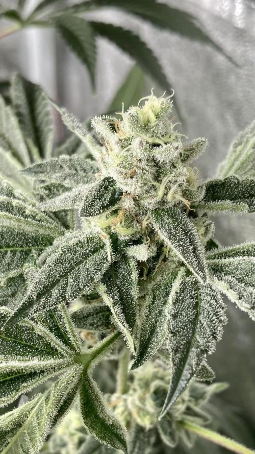All Starz (LIT FARMS). Week 14