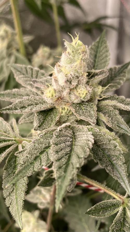 All Starz (LIT FARMS). Week 14