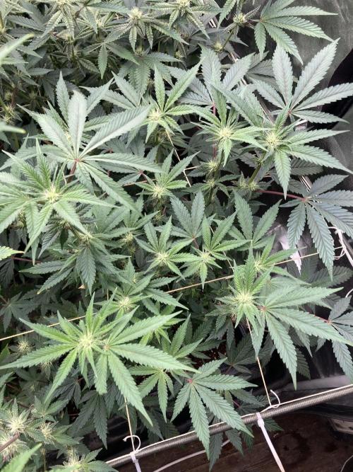 Gastini (LIT Farms). Week 11