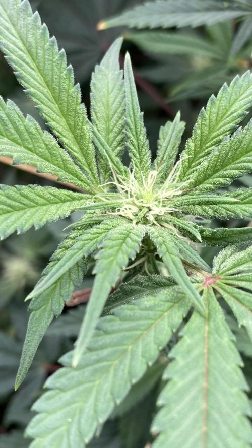Gastini (LIT Farms). Week 11