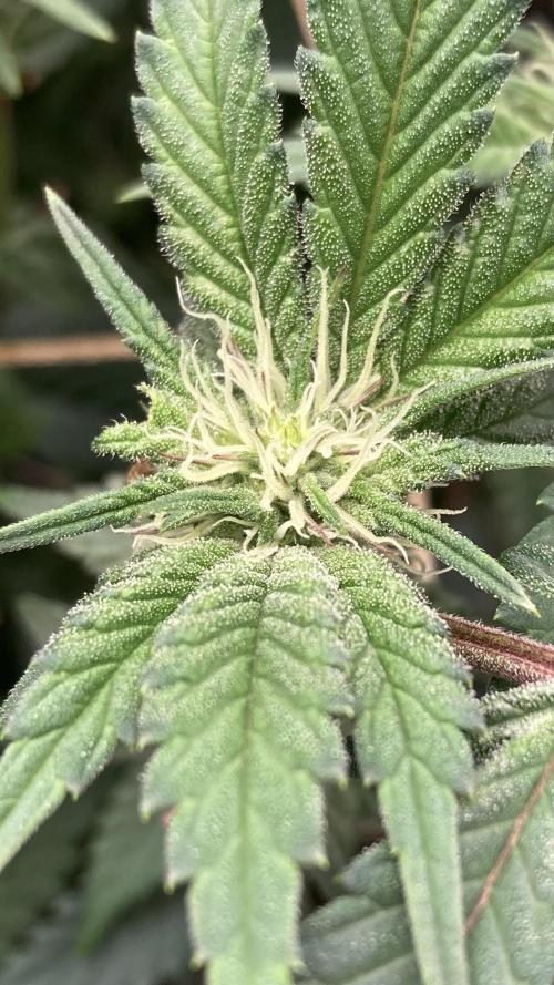 Gastini (LIT Farms). Week 11