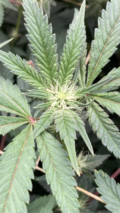 Gastini (LIT Farms). Week 11