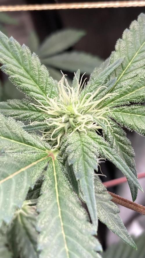 Gastini (LIT Farms). Week 11