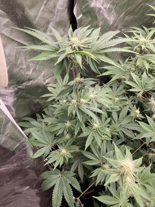 Gastini (LIT Farms). Week 11