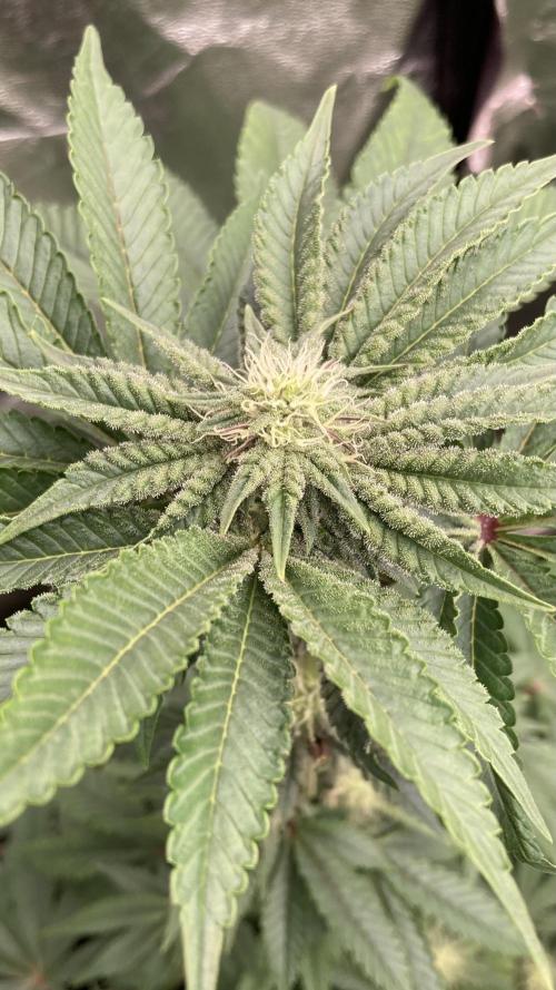 Gastini (LIT Farms). Week 11