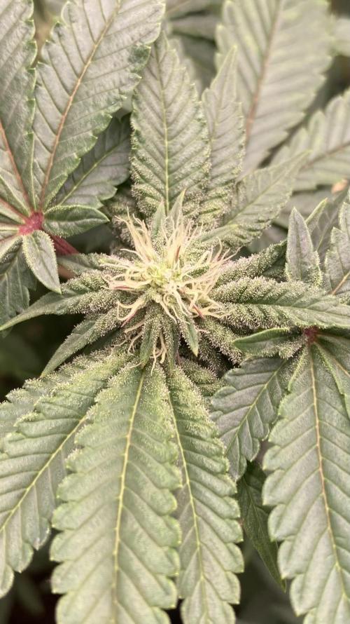 Gastini (LIT Farms). Week 11
