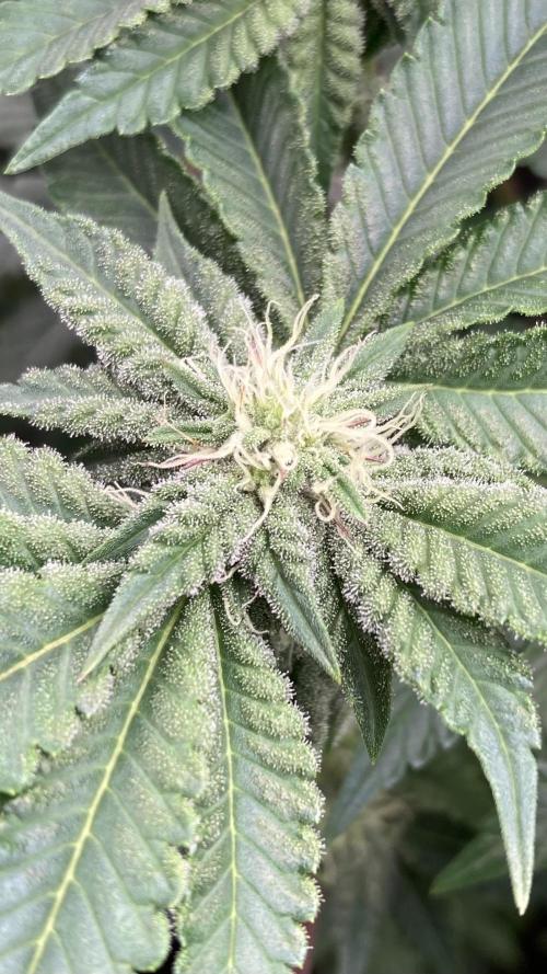 Gastini (LIT Farms). Week 11