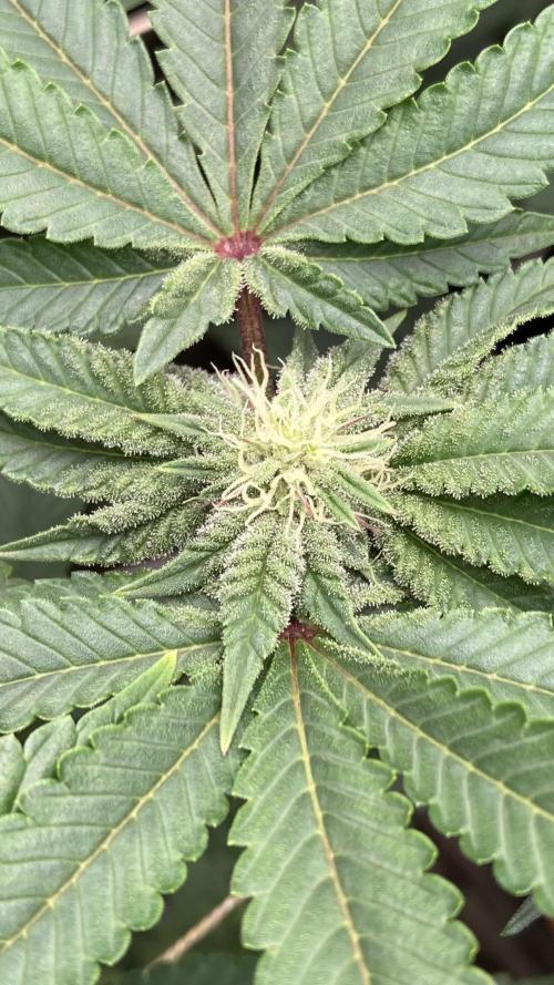 Gastini (LIT Farms). Week 11