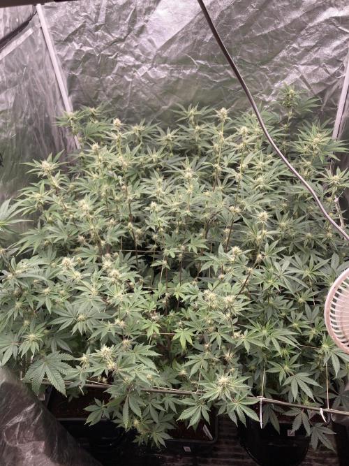 Trich Beast (Solfire Gardens). Week 11