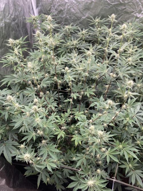 Trich Beast (Solfire Gardens). Week 11