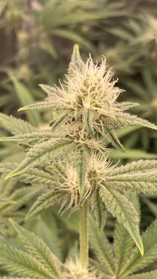 Trich Beast (Solfire Gardens). Week 11