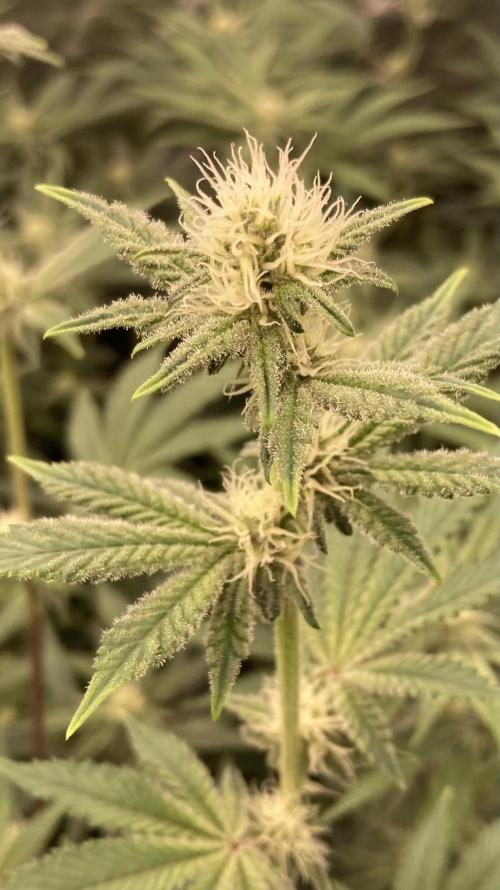 Trich Beast (Solfire Gardens). Week 11