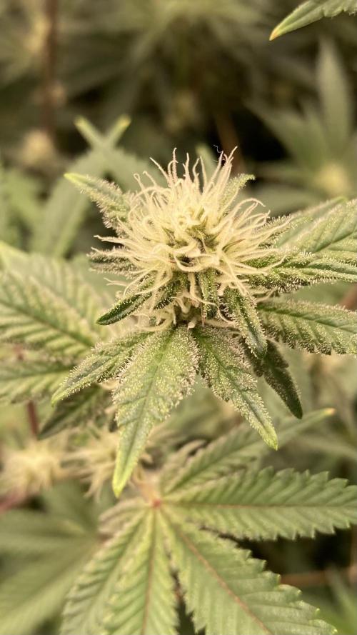 Trich Beast (Solfire Gardens). Week 11