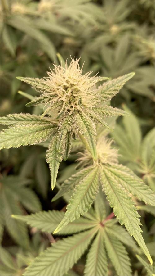 Trich Beast (Solfire Gardens). Week 11