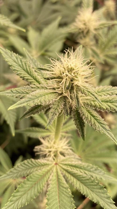 Trich Beast (Solfire Gardens). Week 11