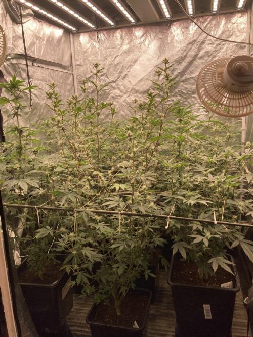 Trich Beast (Solfire Gardens). Week 11