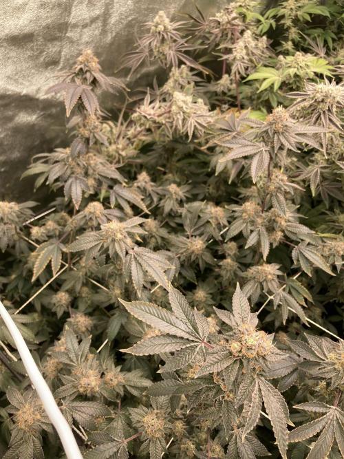 Rainbow Gelato Clones (Wizard Trees). Week 9