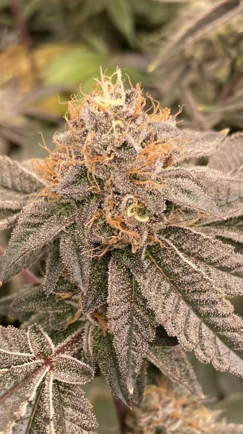 Rainbow Gelato Clones (Wizard Trees). Week 9
