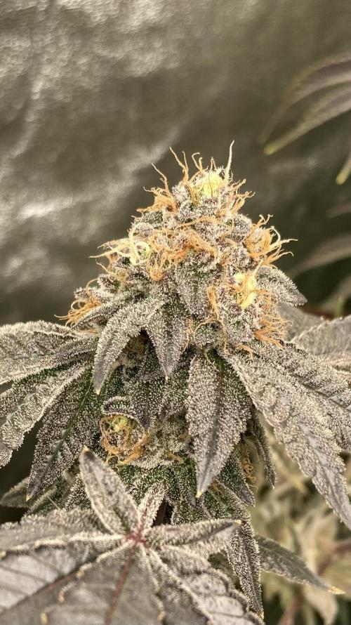 Rainbow Gelato Clones (Wizard Trees). Week 9