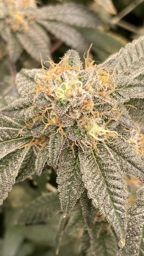 Rainbow Gelato Clones (Wizard Trees). Week 9