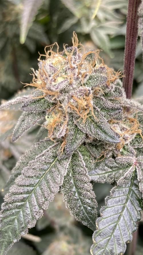 Rainbow Gelato Clones (Wizard Trees). Week 9