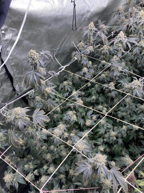 Rainbow Gelato Clones (Wizard Trees). Week 9