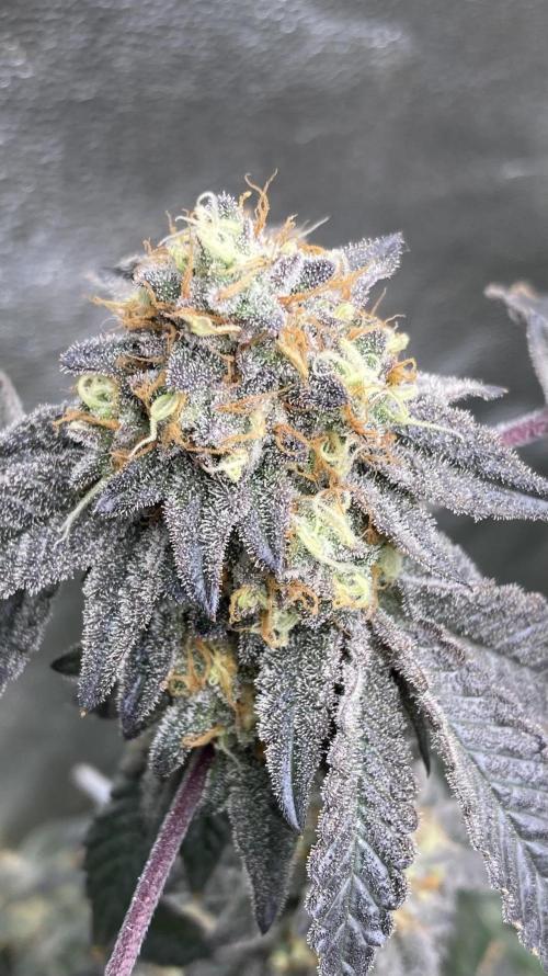 Rainbow Gelato Clones (Wizard Trees). Week 9
