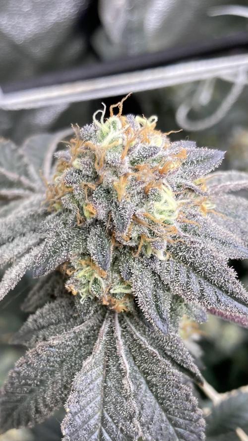 Rainbow Gelato Clones (Wizard Trees). Week 9
