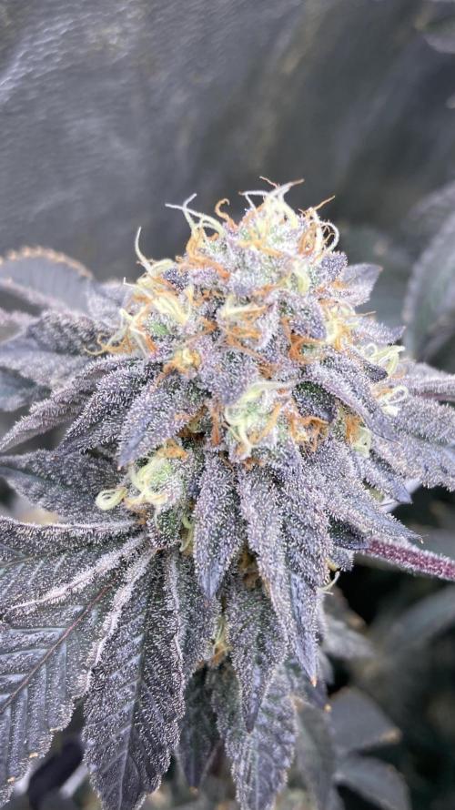 Rainbow Gelato Clones (Wizard Trees). Week 9