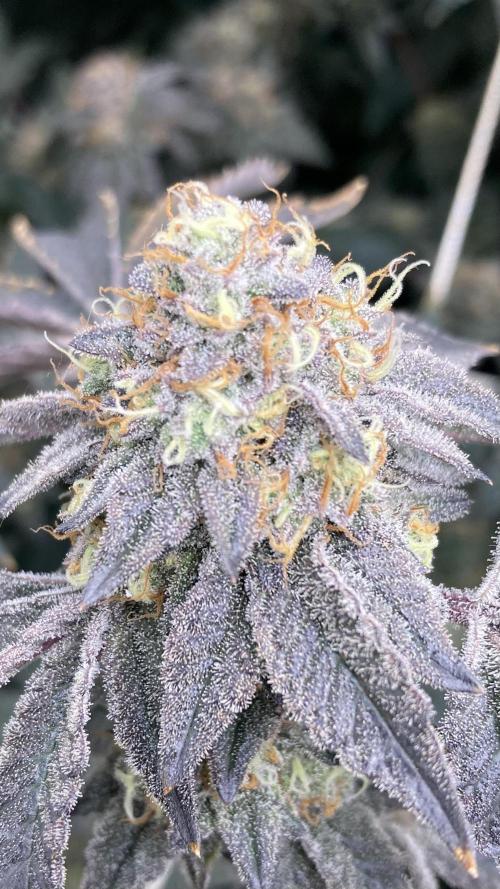 Rainbow Gelato Clones (Wizard Trees). Week 9