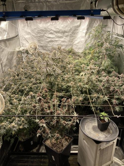 PLATINUMZ#2&3 Clones (In House Genetics). Week 9