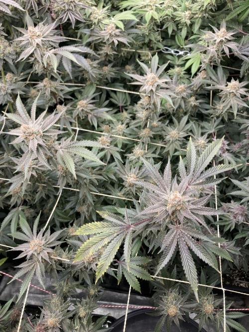 PLATINUMZ#2&3 Clones (In House Genetics). Week 9