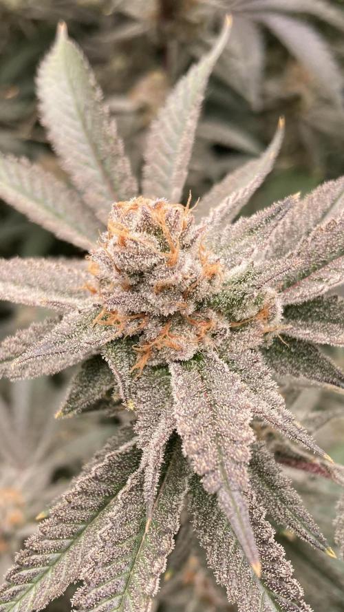 PLATINUMZ#2&3 Clones (In House Genetics). Week 9