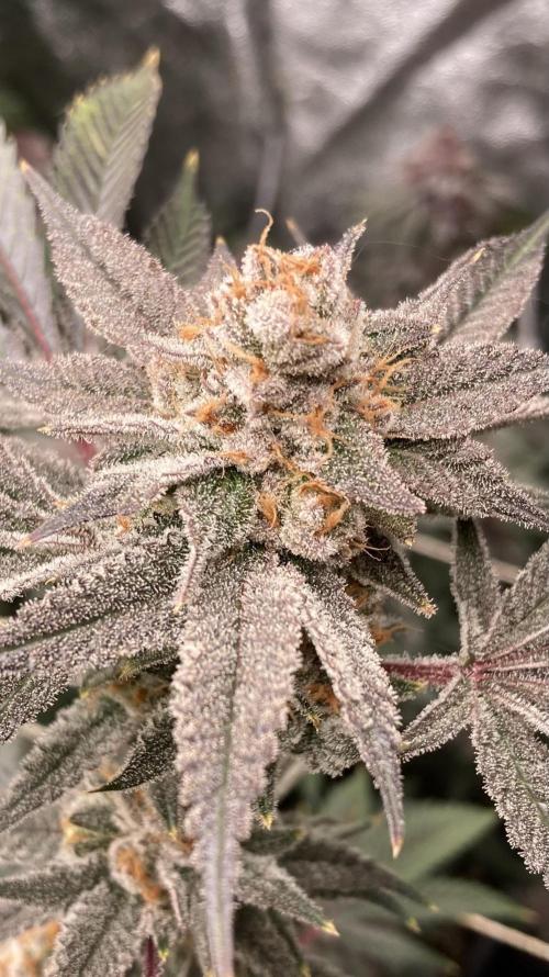 PLATINUMZ#2&3 Clones (In House Genetics). Week 9