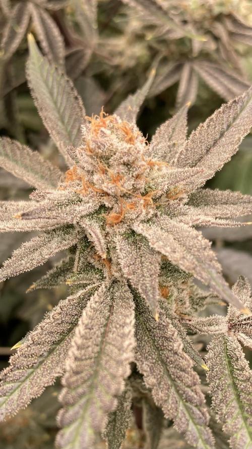 PLATINUMZ#2&3 Clones (In House Genetics). Week 9
