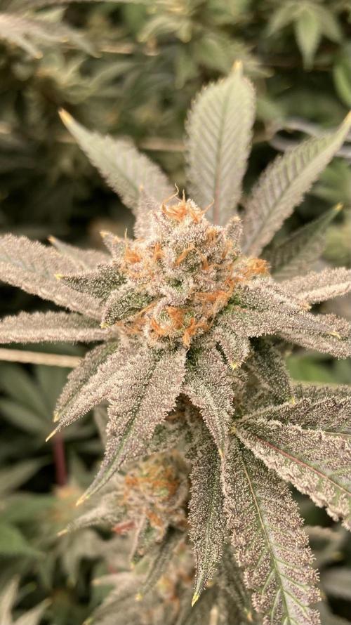PLATINUMZ#2&3 Clones (In House Genetics). Week 9