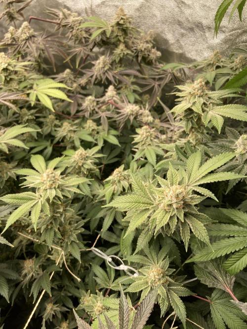 PLATINUMZ#2&3 Clones (In House Genetics). Week 9