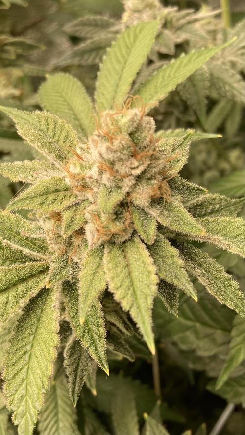 PLATINUMZ#2&3 Clones (In House Genetics). Week 9