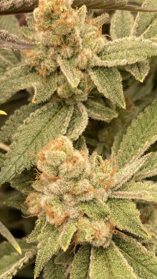 PLATINUMZ#2&3 Clones (In House Genetics). Week 9