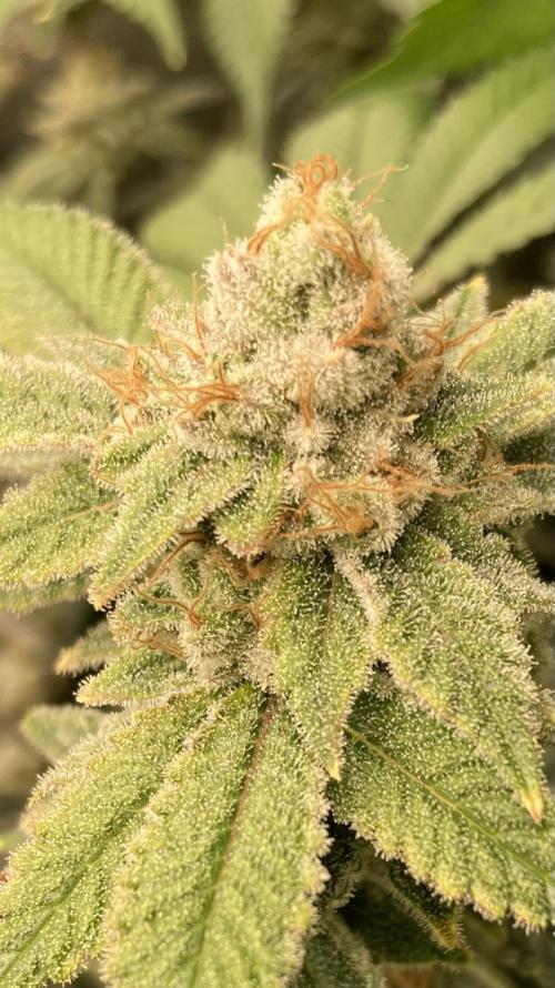 PLATINUMZ#2&3 Clones (In House Genetics). Week 9
