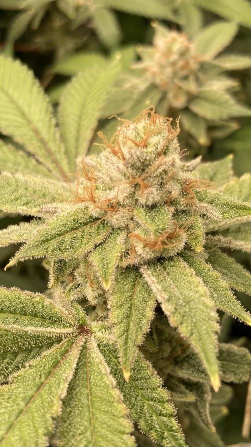 PLATINUMZ#2&3 Clones (In House Genetics). Week 9