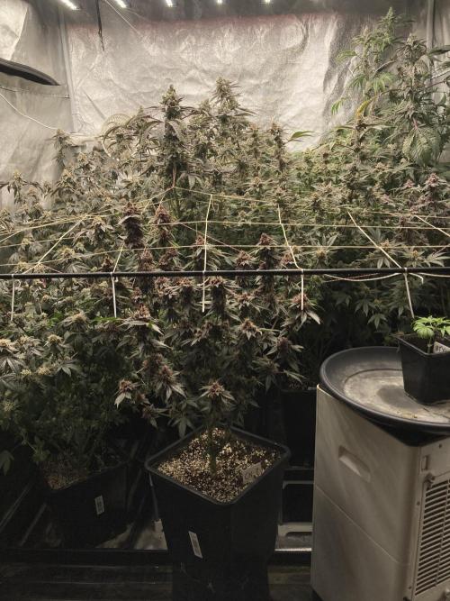 Platinumz. Week 9