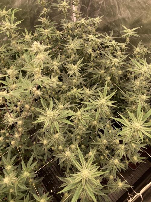 Zoy Sauce Clones (My Keeper Cut). Week 5